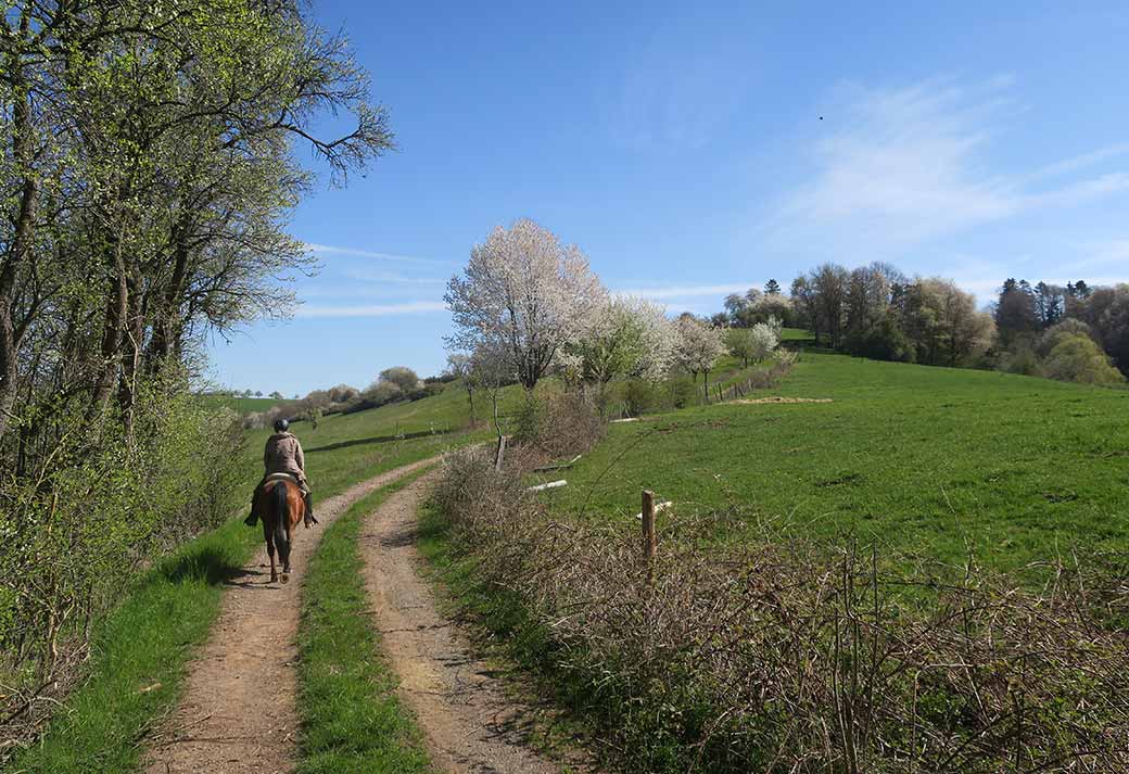 Mit dem Pferd in der Eifel unterwegs