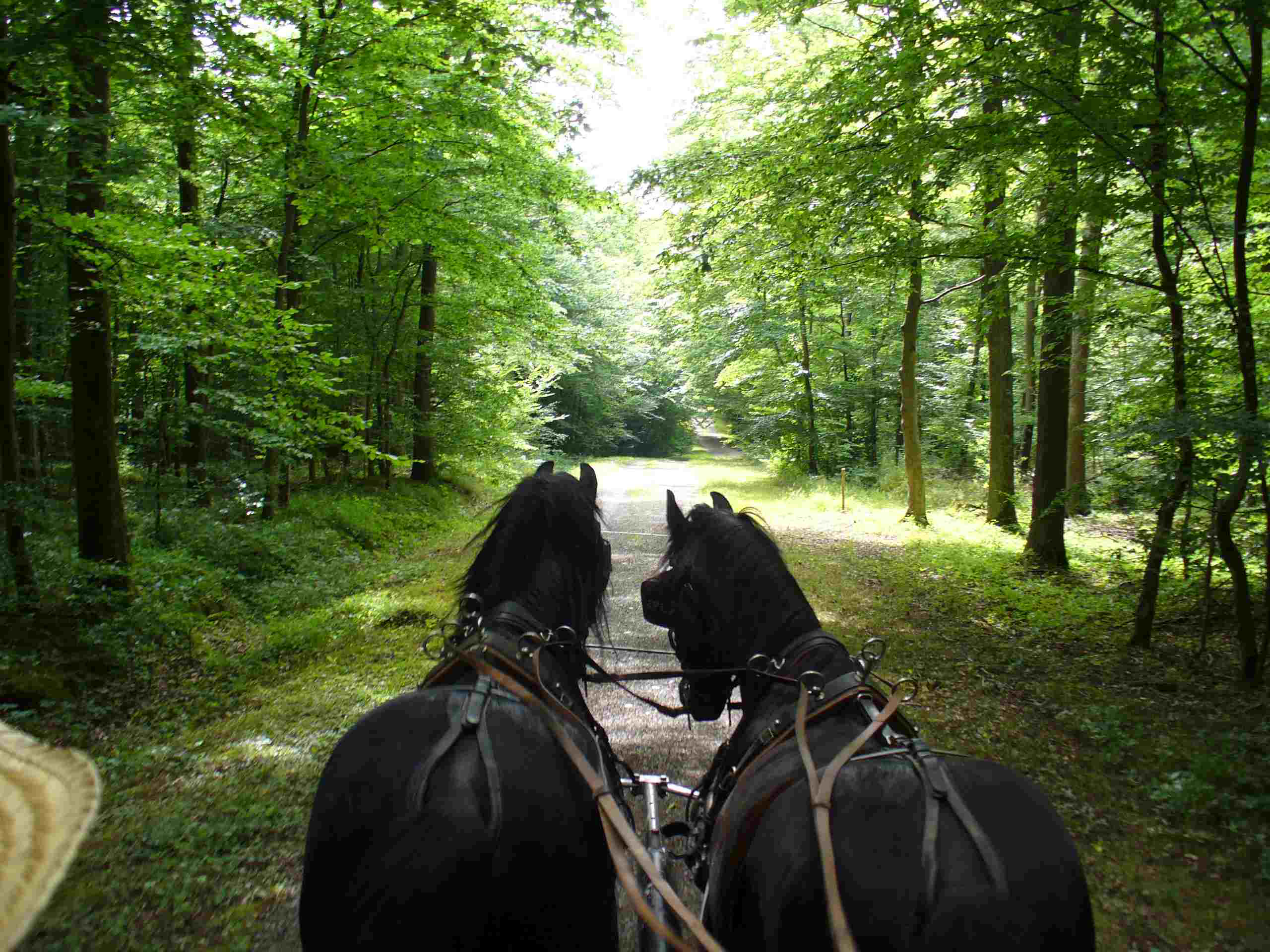 Mit der Kutsche durch die Eifel